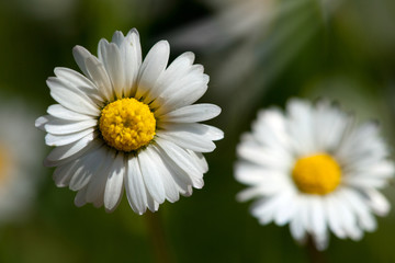 Marguerite