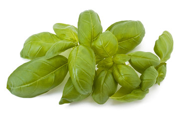 Basil