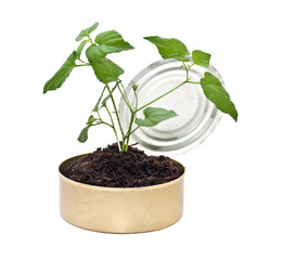 Young plant in the ground