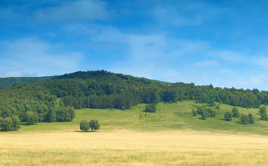 Naklejka premium Summer landscape