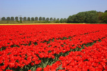 Tulipes