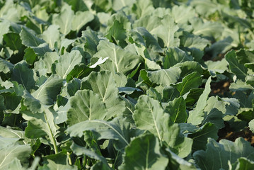 kohlrabianbau 143