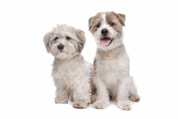 boomer, mixed breed dog