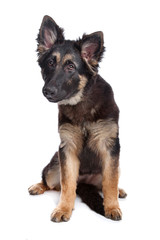 German Shepherd puppy
