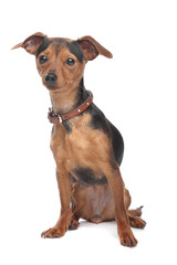 Obraz premium Miniature Pinscher