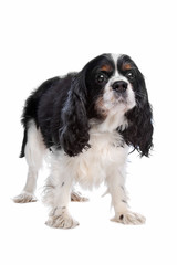 Cavalier King Charles Spaniel