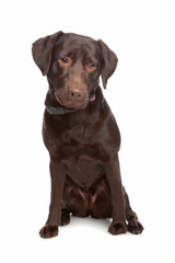 Fototapeta premium Labrador retriever