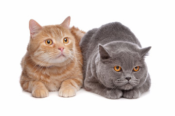 Fototapeta na wymiar Brytyjski krótkowłosy niebieski i czerwony kotów maine coon