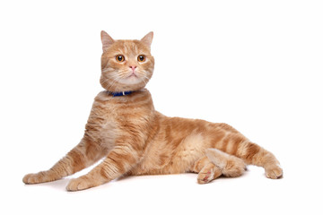 red exotic short-haired maine coon