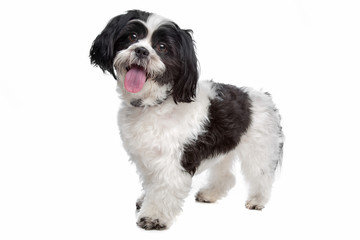 boomer, mixed breed dog