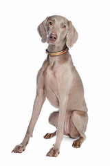 weimaraner