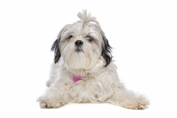 shih tzu