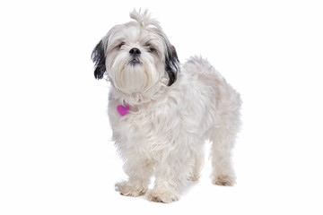 shih tzu