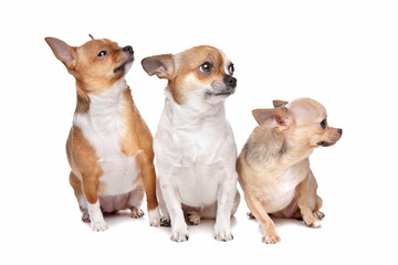 three chihuahua dogs