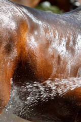 Pferd - Mit Wasser kühlen