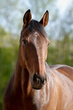 Pferd - Belgisches Warmblut