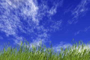 grass and cloudy sky