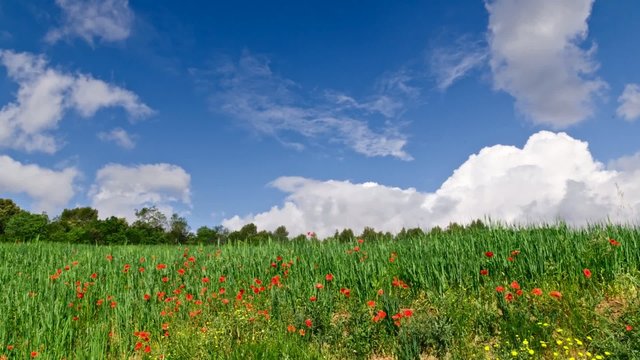 Clouds passing over green fiels with poppies