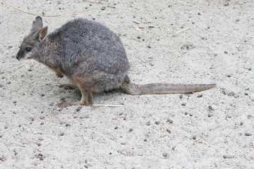kangaroo, tammar, macropus eugenii © FomaA