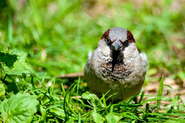 Sparrow in the grass