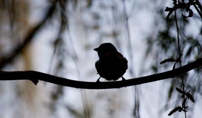 Silhouette of the bird