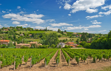 Fototapeta na wymiar Winnic w regionie Beaujolais, Francja
