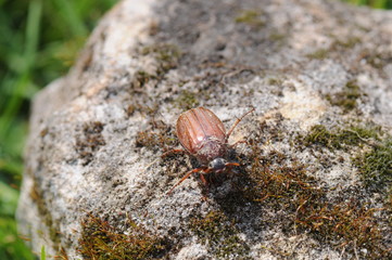 Maikäfer