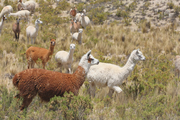 Llamas