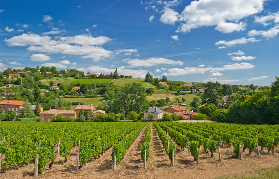 Vineyard in Beaujolais region, France