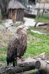 Eagle at the zoo