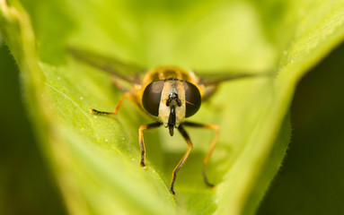 Helophilus pendulus