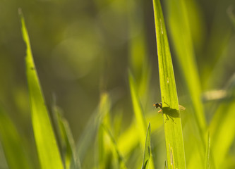 Meadow