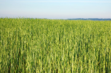 Grass Meadow horizontal