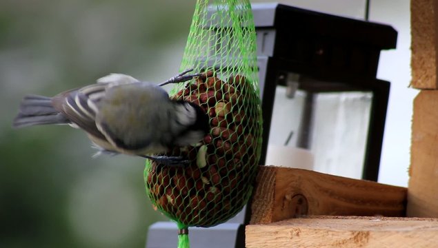 Blaumeise, cyanistes caeruleus (Syn. Parus) am Vogelh&auml;uschen