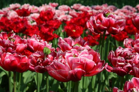 gef&uuml;llte tulpen