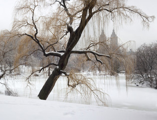 Central Park after ice storm