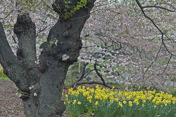 Crab apple tree in bloom