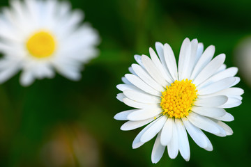 Top view of a common daisy flower head