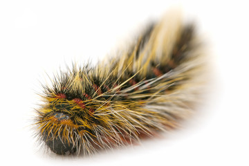 macro of caterpillar