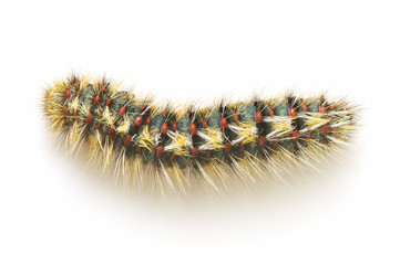 caterpillar