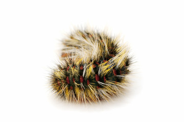 caterpillar