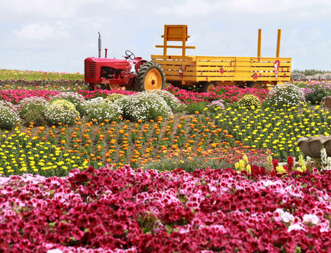 flower fields