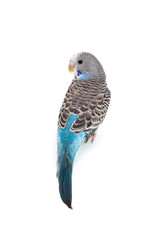 Naklejka premium blue budgie
