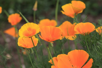 Obraz premium Eschscholtzia of California, california poppy