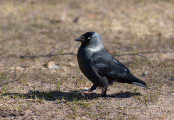 Walking jackdaw