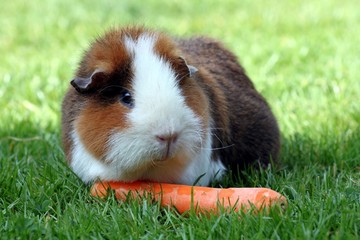 Meerschweinchen auf Wiese mit Mohrrübe