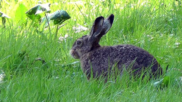 Hasen - Leporidae