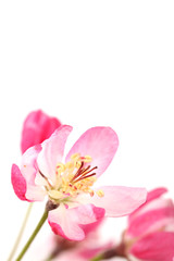 Fototapeta premium Pink spring blossom