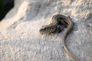 lizard on stone