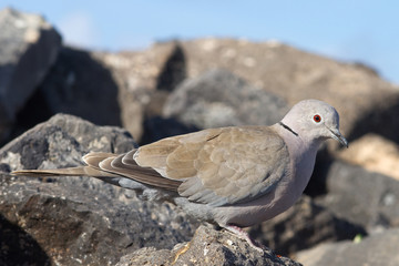Collard Dove